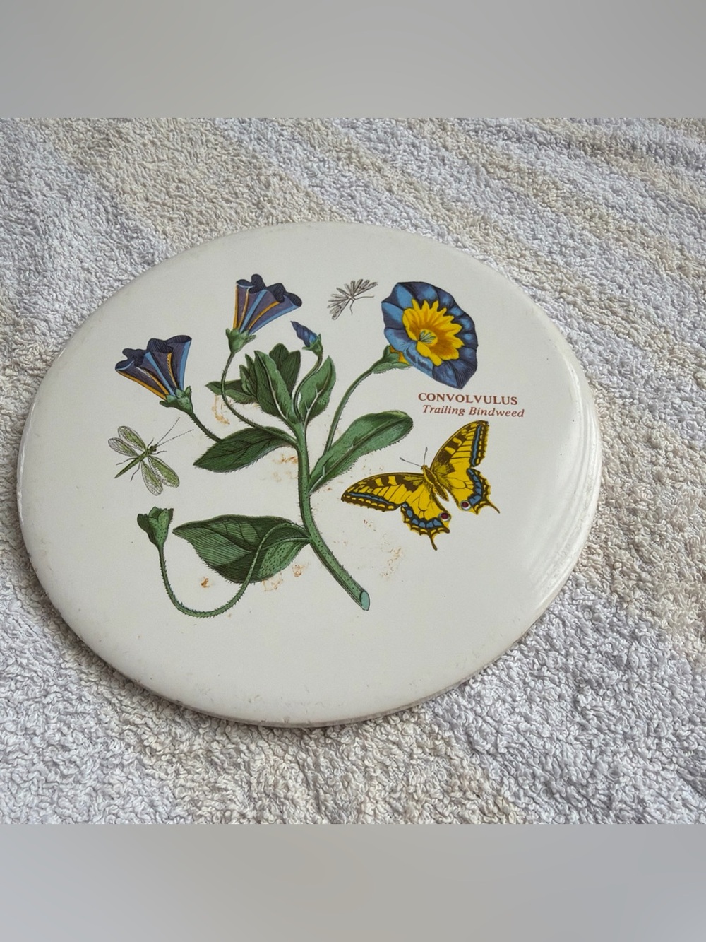 6” Round Ceramic Plate White Multicolor Convolvulus Trailing Bindweed Flowers